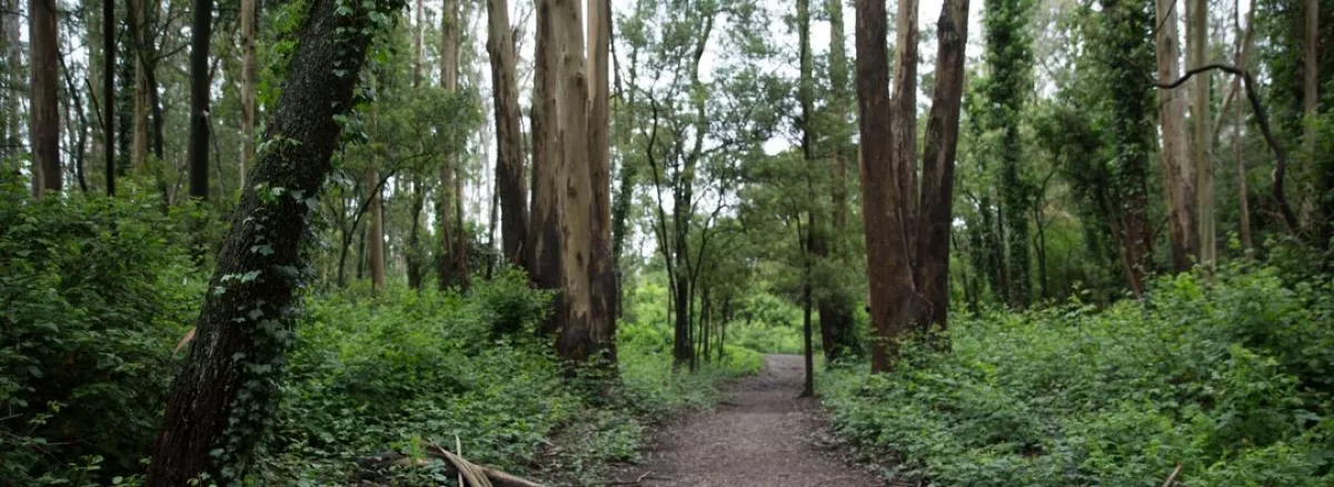 A hiking path on Mt. Sutro on a rainy day in the Spring.